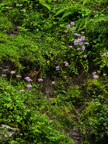 Lilac Himalayan fleabane daisies scattered across a mossy, ferny bank — Valley of Flowers.