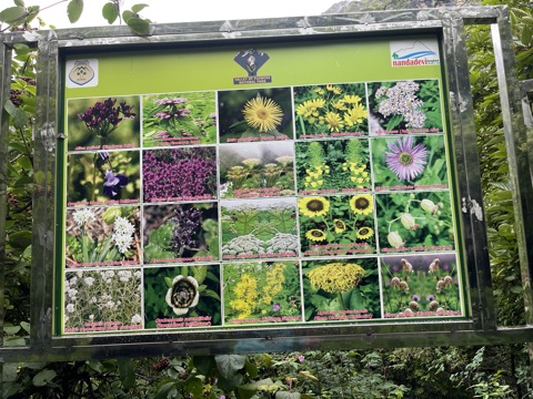Photograph taken at Valley of Flowers on 2026-08-25 at 07:34 — iPhone 13.