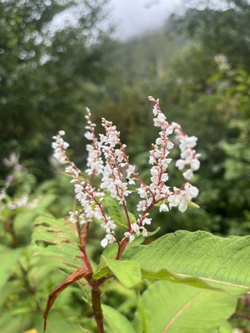White-pink knotweed spikes on red stems against the mist.