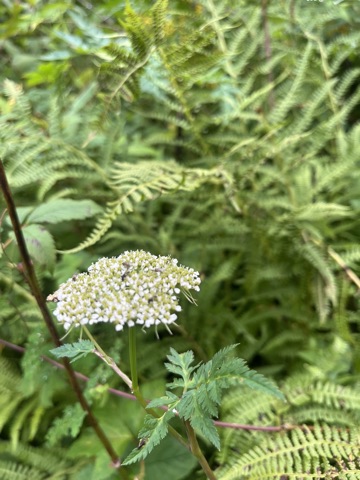 Photograph taken at Valley of Flowers on 2026-08-25 at 09:33 — iPhone 13.