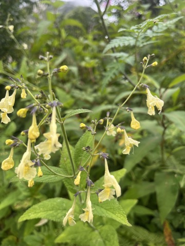 Pale-yellow hooded balsam flowers, pendant.