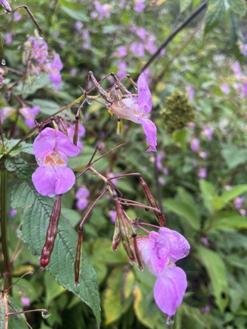 Pink Himalayan balsam on watery stems.