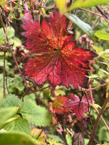 Photograph taken at Valley of Flowers on 2026-08-25 at 09:34 — iPhone 13.