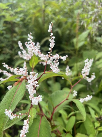 Photograph taken at Valley of Flowers on 2026-08-25 at 09:34 — iPhone 13.