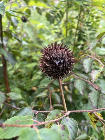 Photograph taken at Valley of Flowers on 2026-08-25 at 09:35 — iPhone 13.
