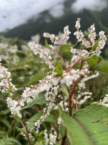 Photograph taken at Valley of Flowers on 2026-08-25 at 09:53 — iPhone 13.