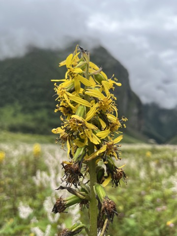 Photograph taken at Valley of Flowers on 2026-08-25 at 10:00 — iPhone 13.