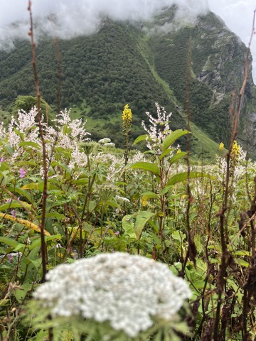 Photograph taken at Valley of Flowers on 2026-08-25 at 10:01 — iPhone 13.