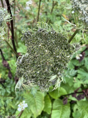 Photograph taken at Valley of Flowers on 2026-08-25 at 10:54 — iPhone 13.