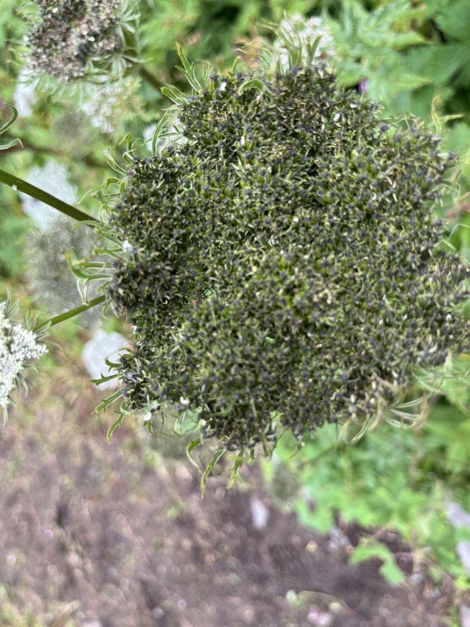 Photograph taken at Valley of Flowers on 2026-08-25 at 10:55 — iPhone 13.