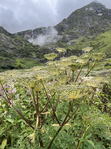 Photograph taken at Valley of Flowers on 2026-08-25 at 10:56 — iPhone 13.