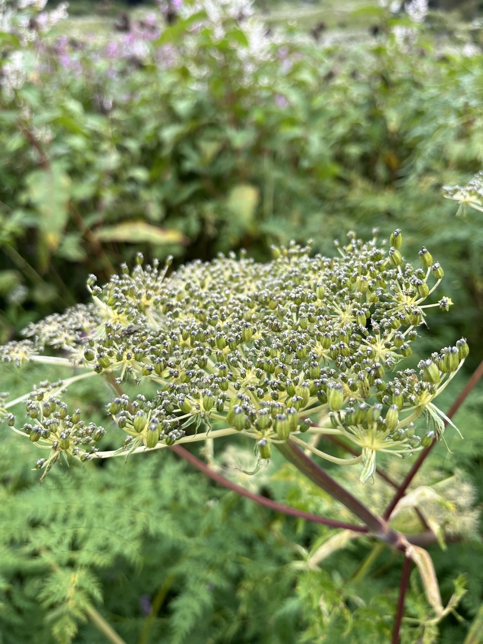 Photograph taken at Valley of Flowers on 2026-08-25 at 10:56 — iPhone 13.