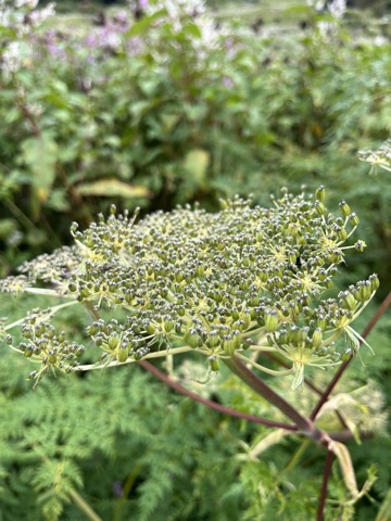 Photograph taken at Valley of Flowers on 2026-08-25 at 10:56 — iPhone 13.