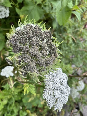Photograph taken at Valley of Flowers on 2026-08-25 at 10:58 — iPhone 13.