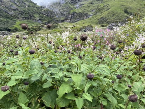 Photograph taken at Valley of Flowers on 2026-08-25 at 10:58 — iPhone 13.