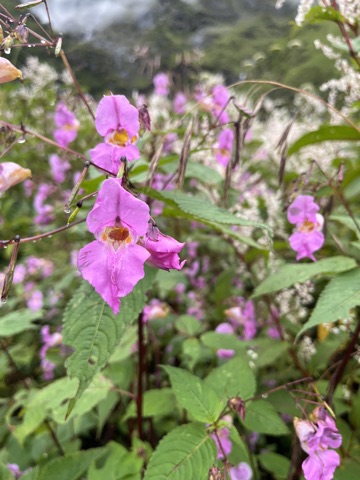 Pink Himalayan balsam in the meadow.
