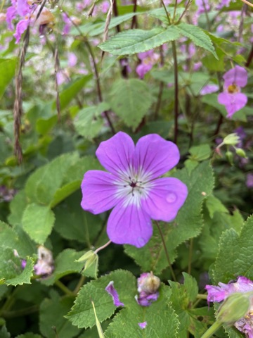 A single violet Wallich's cranesbill with a white eye and dark veins.