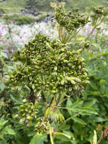 Photograph taken at Valley of Flowers on 2026-08-25 at 10:59 — iPhone 13.