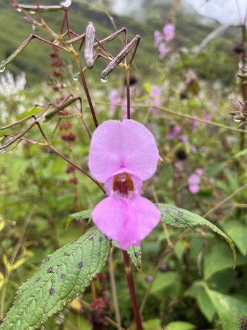 Pink hooded Himalayan balsam flower.