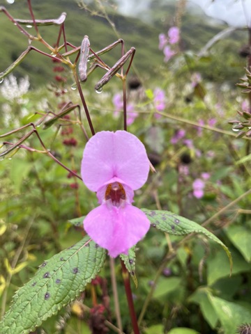 Pink Himalayan balsam, close view.