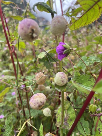 Photograph taken at Valley of Flowers on 2026-08-25 at 11:00 — iPhone 13.