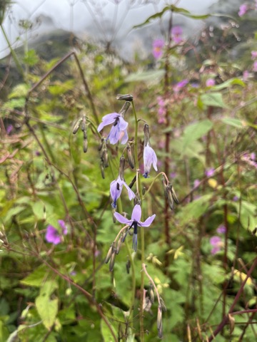 Photograph taken at Valley of Flowers on 2026-08-25 at 11:01 — iPhone 13.