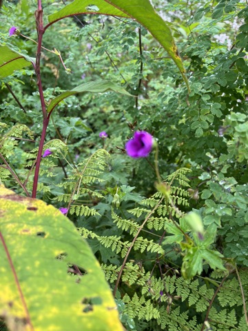Violet cranesbill among meadow foliage.