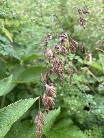 Photograph taken at Valley of Flowers on 2026-08-25 at 11:03 — iPhone 13.