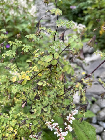 Photograph taken at Valley of Flowers on 2026-08-25 at 11:04 — iPhone 13.