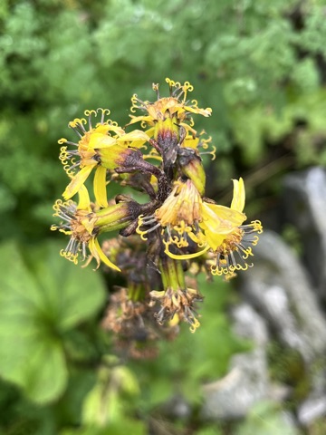 Ragged yellow groundsel flowers with dark centres.