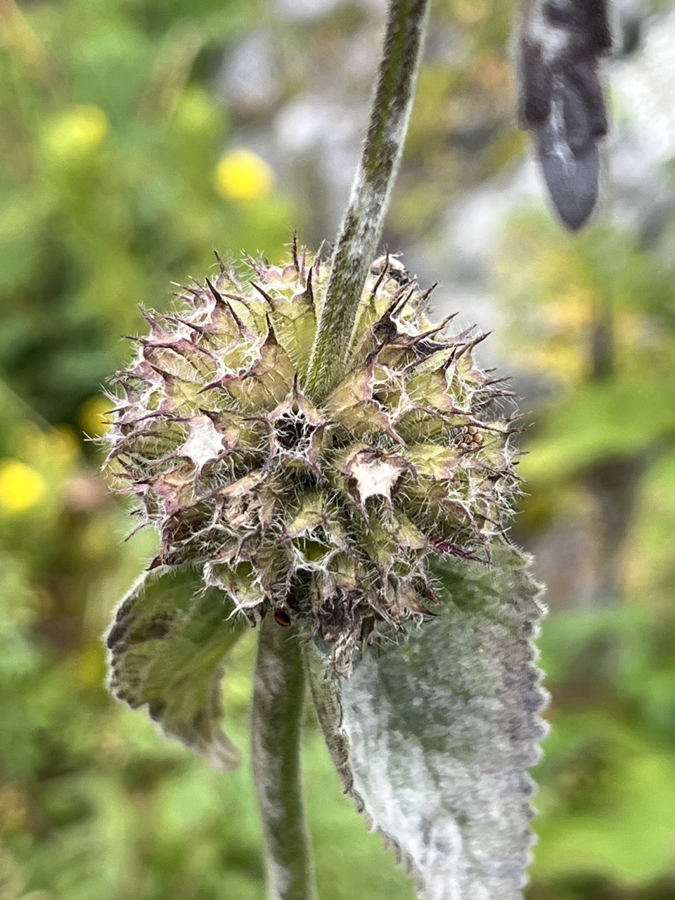 Photograph taken at Valley of Flowers on 2026-08-25 at 11:05 — iPhone 13.