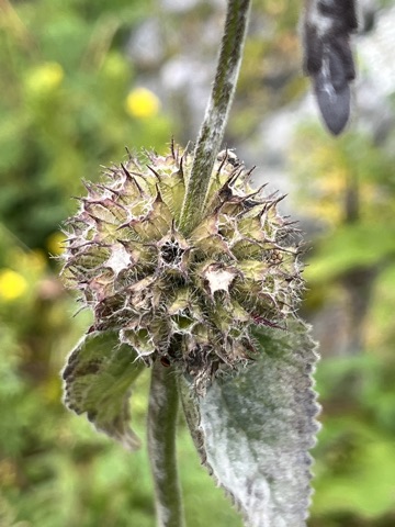 Photograph taken at Valley of Flowers on 2026-08-25 at 11:05 — iPhone 13.