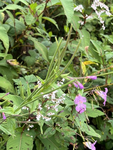 Photograph taken at Valley of Flowers on 2026-08-25 at 11:08 — iPhone 13.