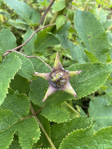 Photograph taken at Valley of Flowers on 2026-08-25 at 11:11 — iPhone 13.