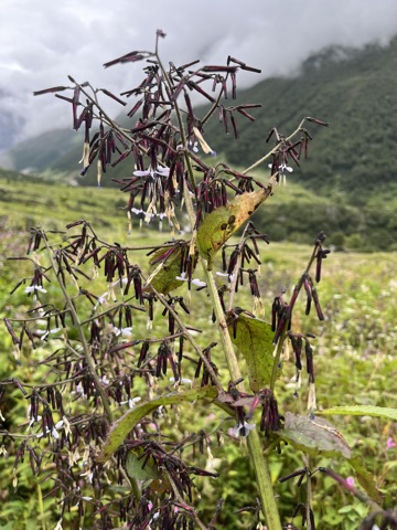 Photograph taken at Valley of Flowers on 2026-08-25 at 11:11 — iPhone 13.