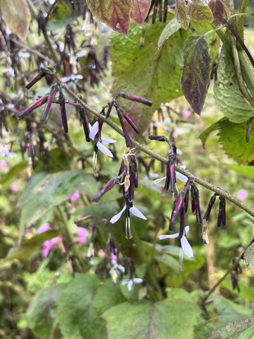 Photograph taken at Valley of Flowers on 2026-08-25 at 11:11 — iPhone 13.