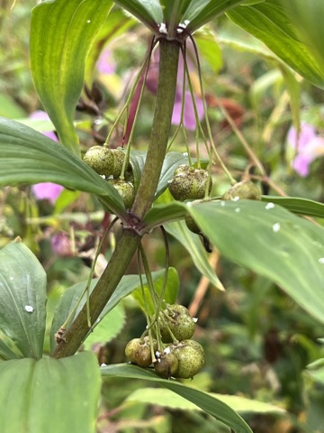 Photograph taken at Valley of Flowers on 2026-08-25 at 11:12 — iPhone 13.