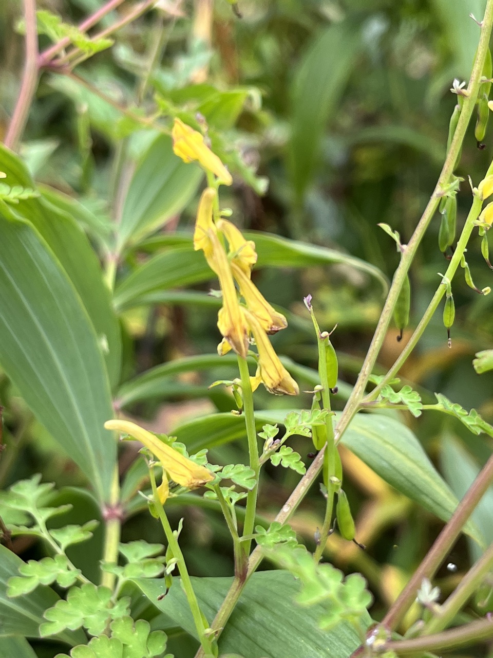 Photograph taken at Valley of Flowers on 2026-08-25 at 11:13 — iPhone 13.