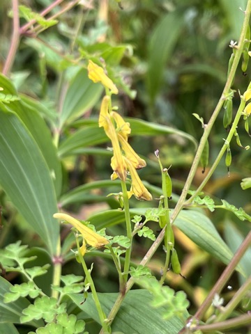 Photograph taken at Valley of Flowers on 2026-08-25 at 11:13 — iPhone 13.