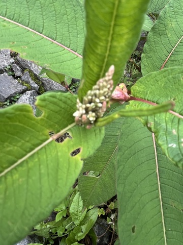 Photograph taken at Valley of Flowers on 2026-08-25 at 11:14 — iPhone 13.