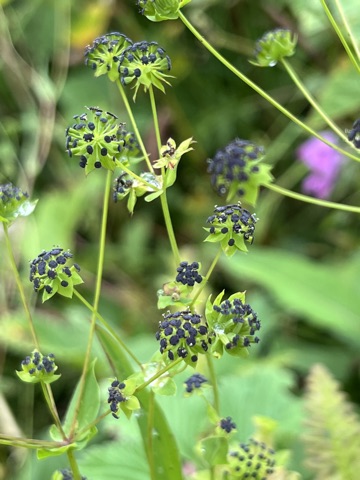 Photograph taken at Valley of Flowers on 2026-08-25 at 11:15 — iPhone 13.