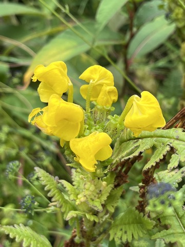 Photograph taken at Valley of Flowers on 2026-08-25 at 11:15 — iPhone 13.