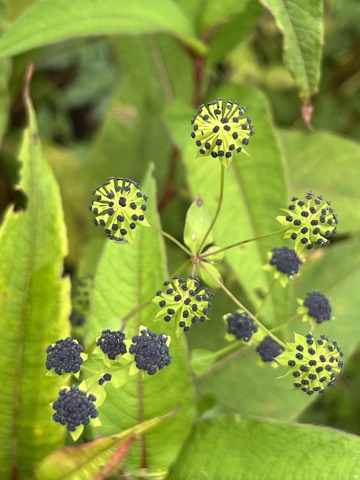 Photograph taken at Valley of Flowers on 2026-08-25 at 11:16 — iPhone 13.