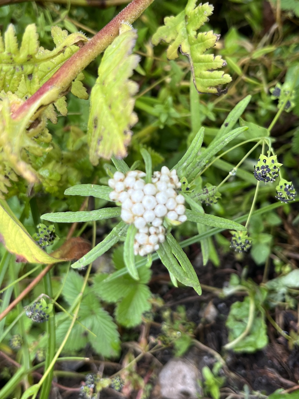 Photograph taken at Valley of Flowers on 2026-08-25 at 11:17 — iPhone 13.