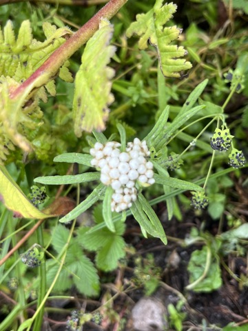 Photograph taken at Valley of Flowers on 2026-08-25 at 11:17 — iPhone 13.