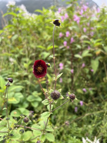 Dark-red cinquefoil among grasses.
