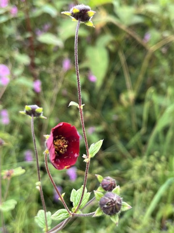 Deep crimson cinquefoil on a slender stem.