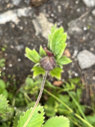 Photograph taken at Valley of Flowers on 2026-08-25 at 11:20 — iPhone 13.