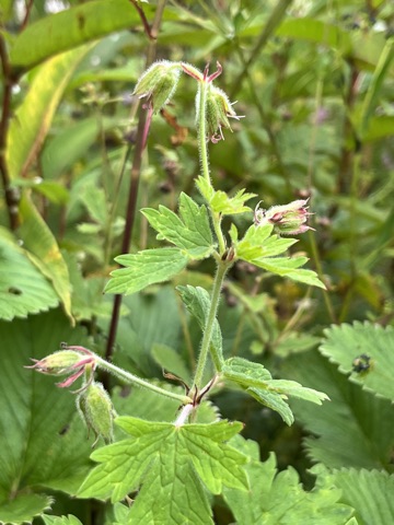 Photograph taken at Valley of Flowers on 2026-08-25 at 11:20 — iPhone 13.