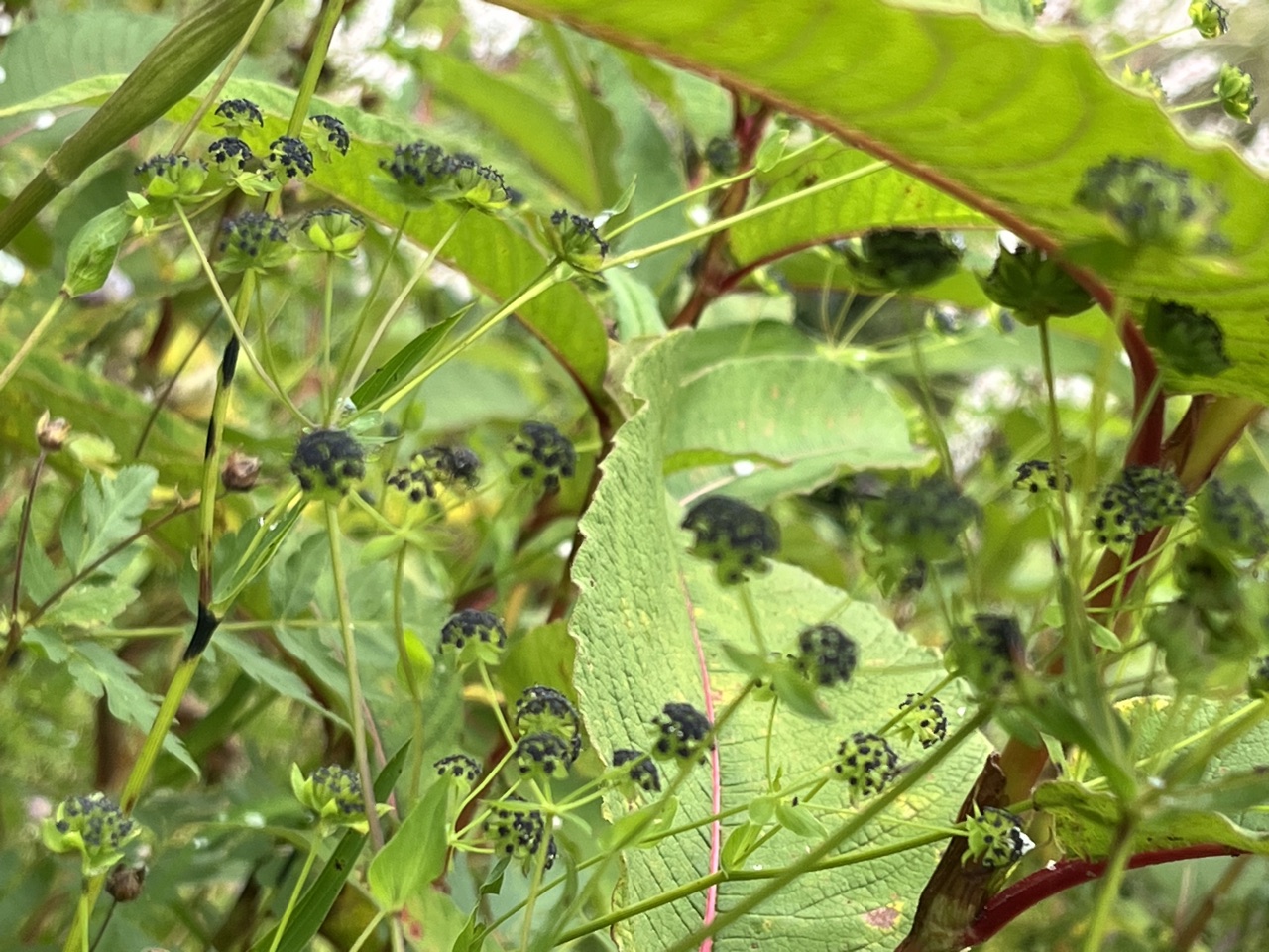 Photograph taken at Valley of Flowers on 2026-08-25 at 11:20 — iPhone 13.